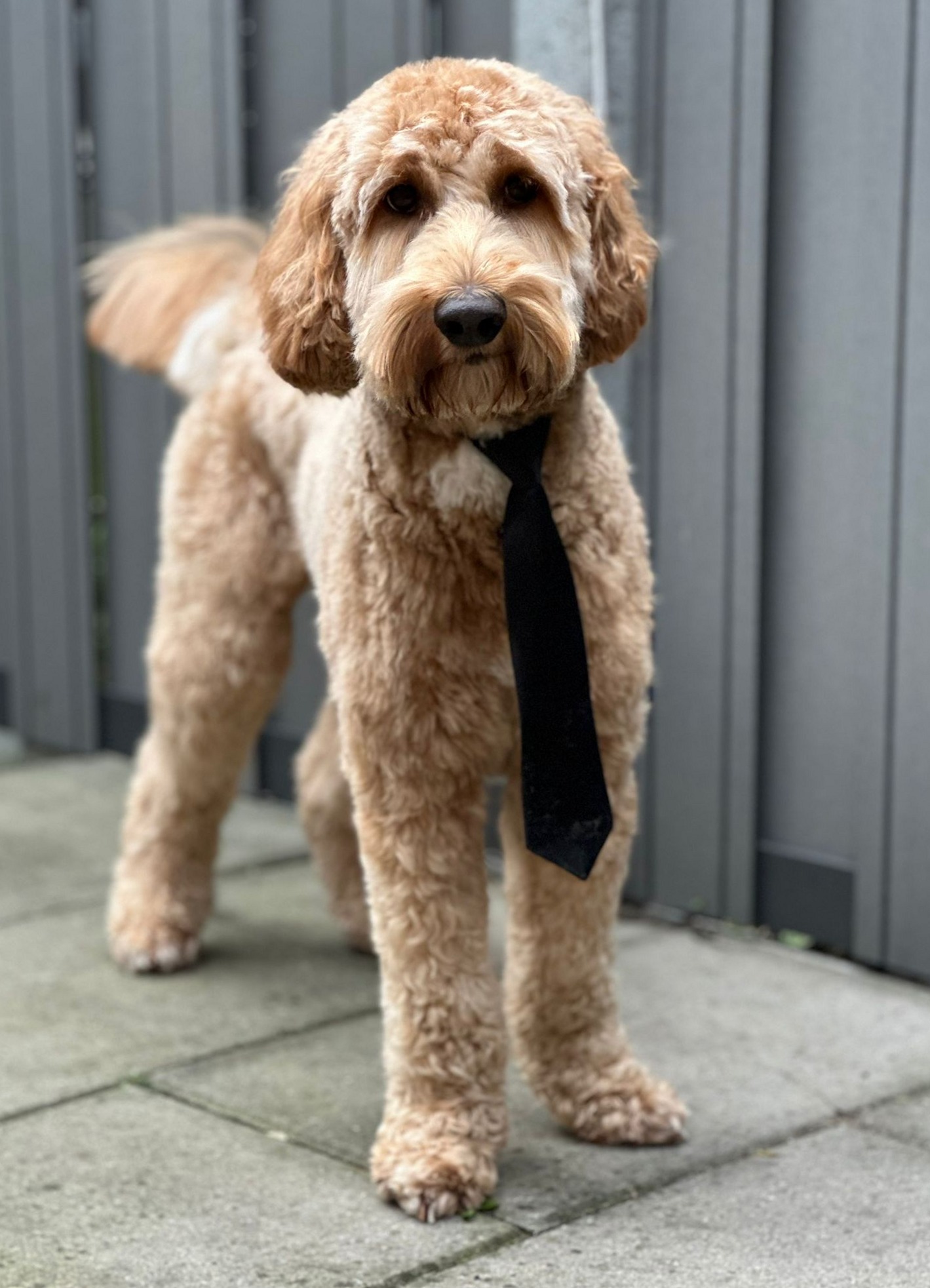 Een getrimde labradoodle met zwarte das staat op de stoep