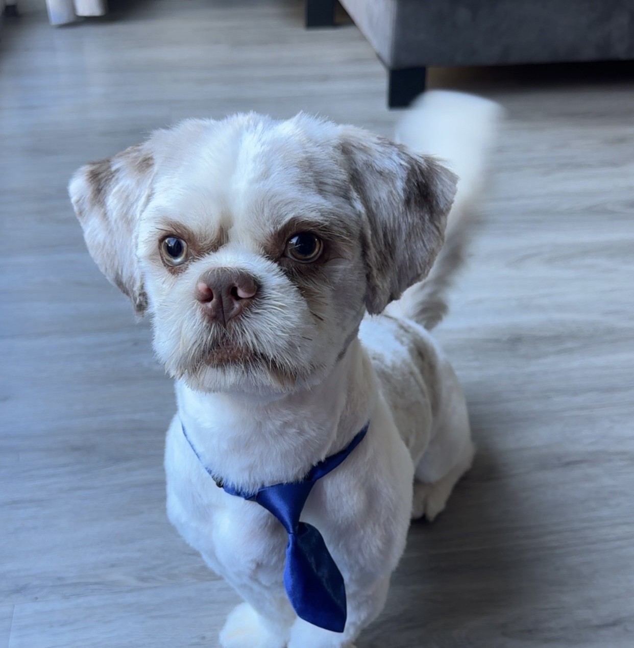 Een getrimde shih tzu-mix met een blauwe das kijkt in de camera