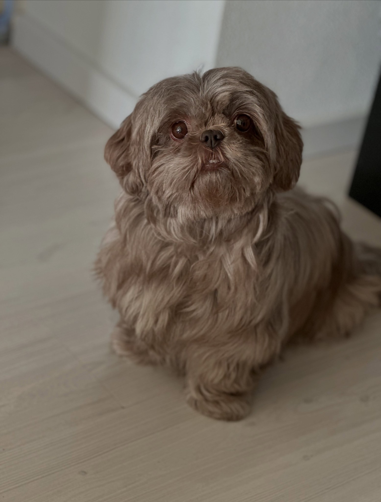 Bibi, een shih tzu met een lange bruine vacht, zit op een lichte vloer