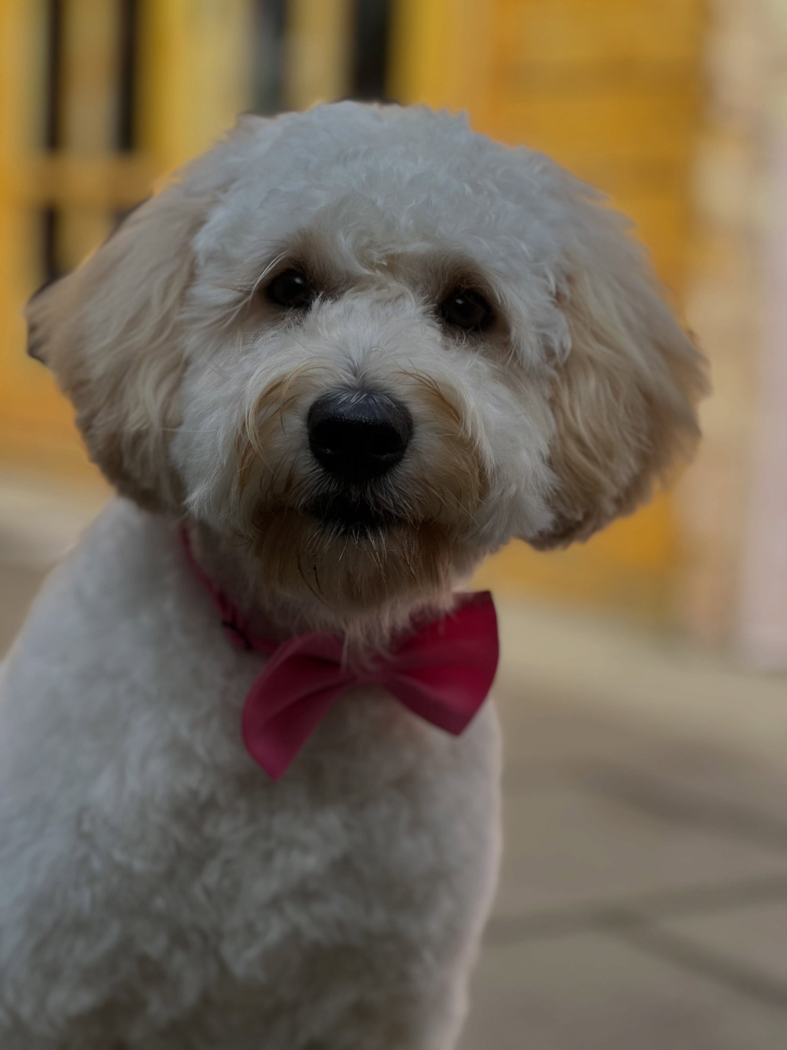Ollie, een witte doodle met een roze strik, net getrimd