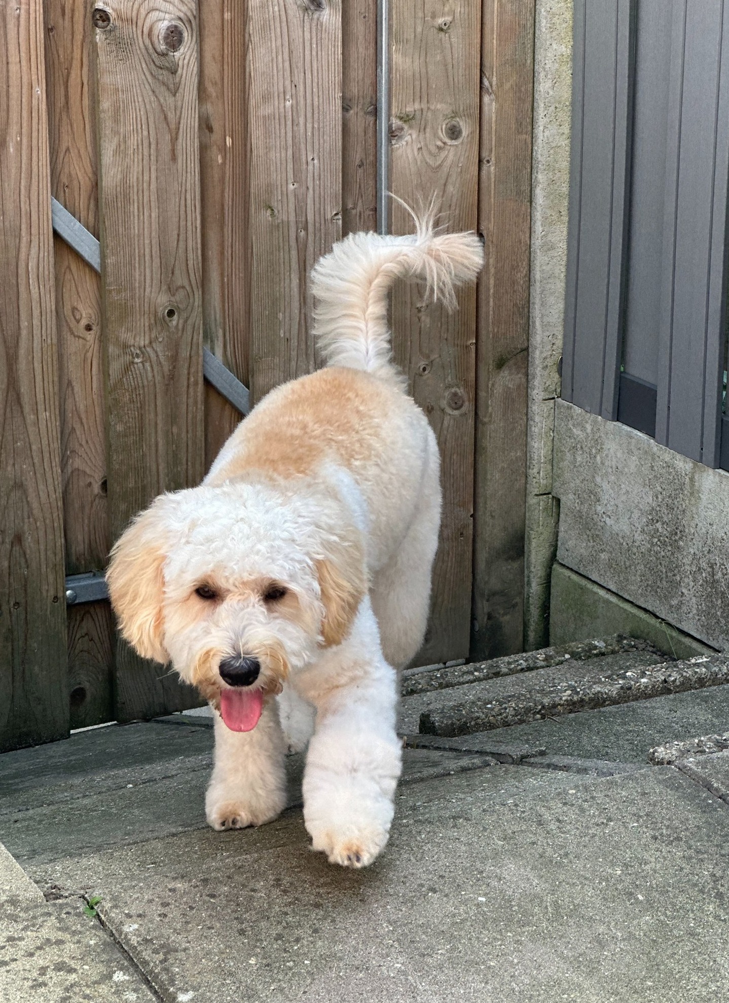 Ollie, een jonge crèmekleurige doodle, loopt over het terras
