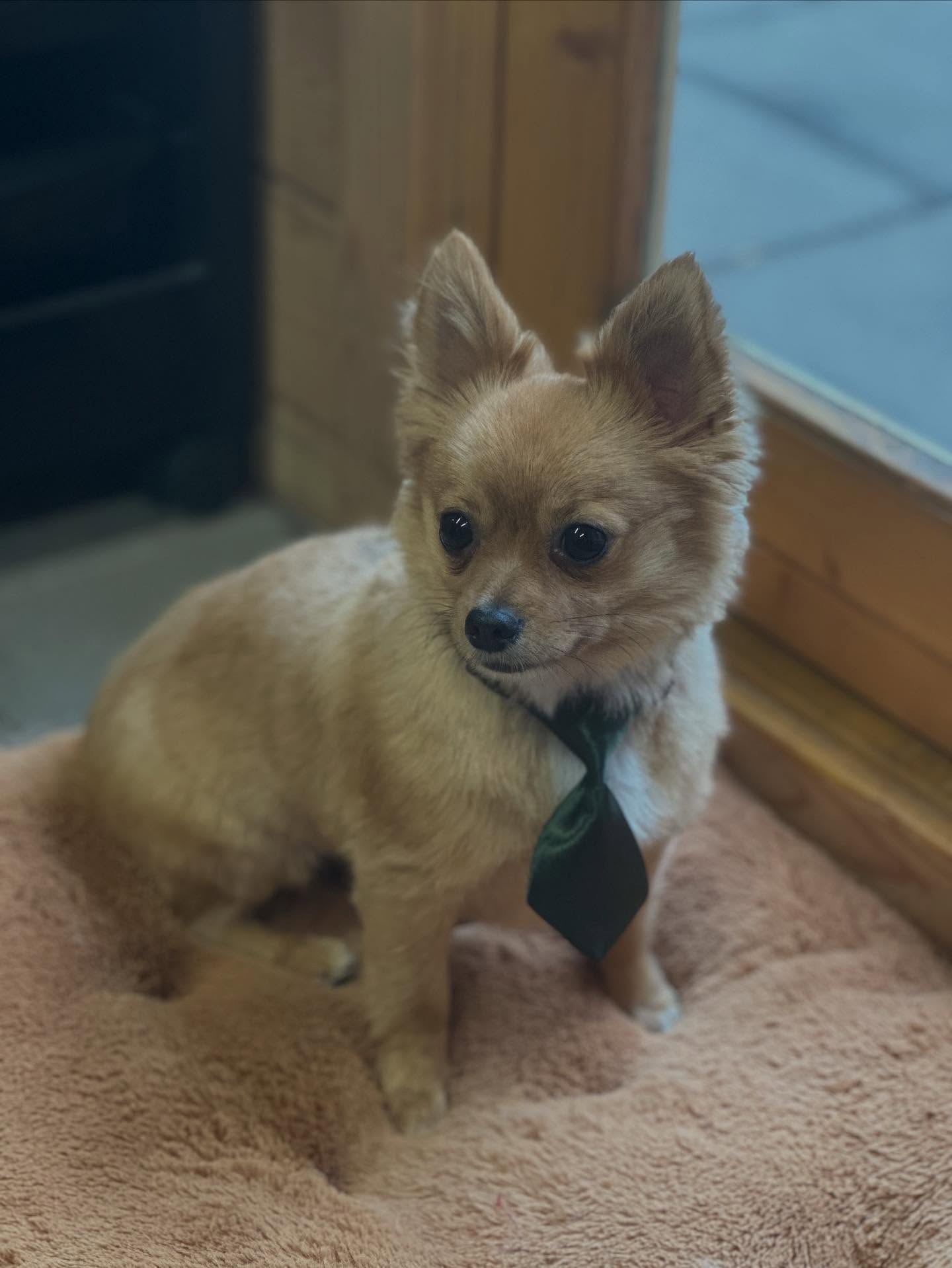Een getrimde langharige chihuahua met strik op een kussen