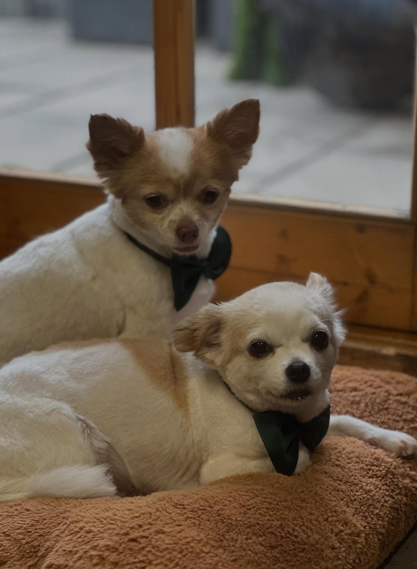 Twee getrimde chihuahua’s met een strikje om, samen op een kussen