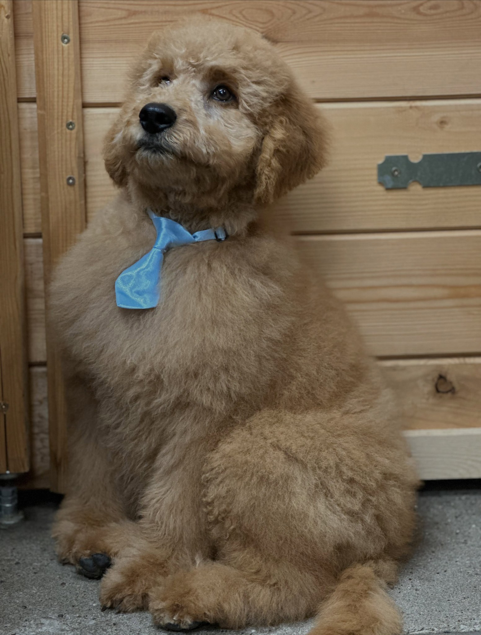 Teddy, een goldendoodle-pup van dertien weken met een lichtblauwe das